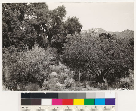 Image of pointleaf manzanita