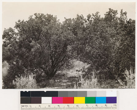 Image of pointleaf manzanita