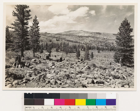 Image of Sierra lodgepole pine