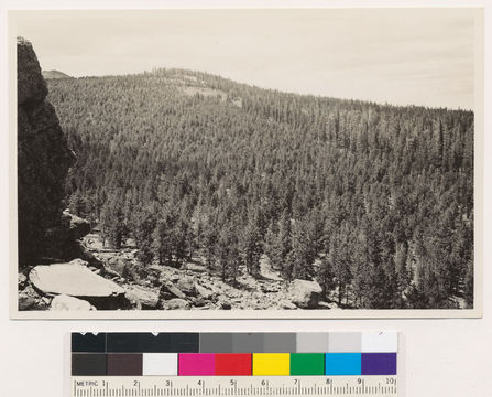 Image of whitebark pine