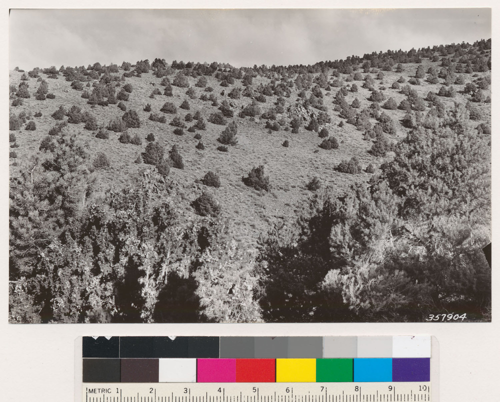 Imagem de Artemisia tridentata (Nutt.) W. A. Weber