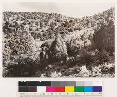 Imagem de Artemisia tridentata (Nutt.) W. A. Weber