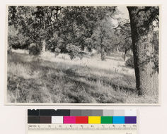 Image of sticky whiteleaf manzanita