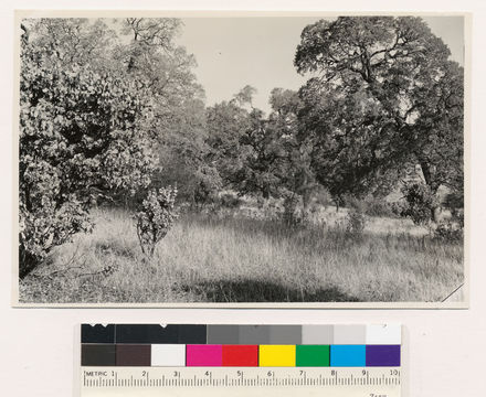 Image of sticky whiteleaf manzanita