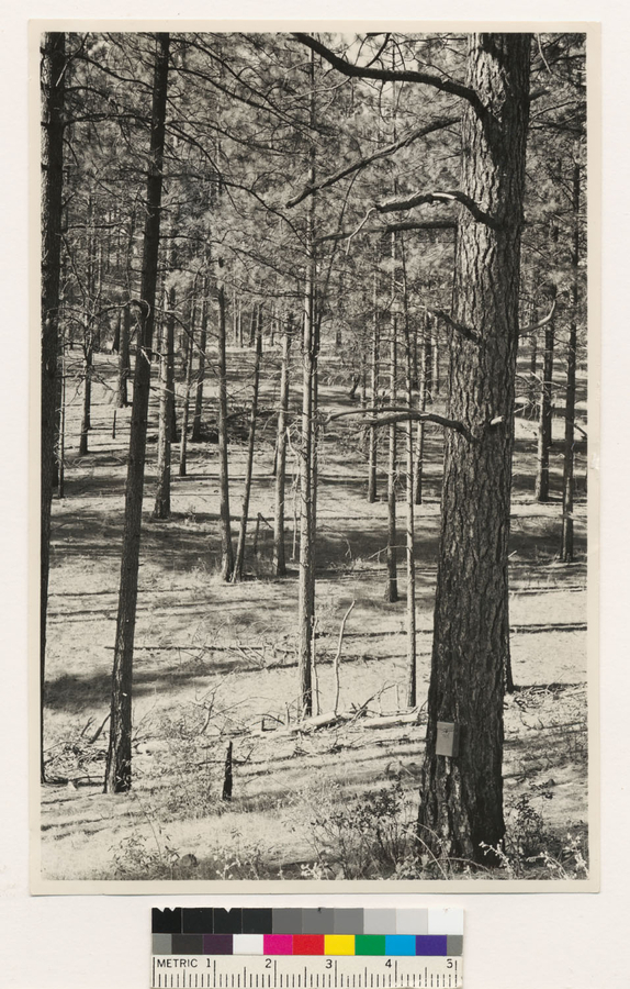 Image of ponderosa pine