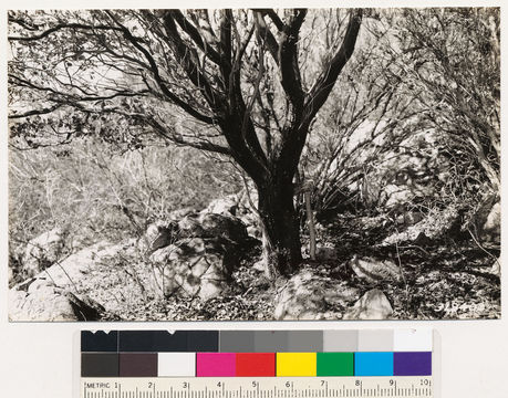 Image of Otay manzanita