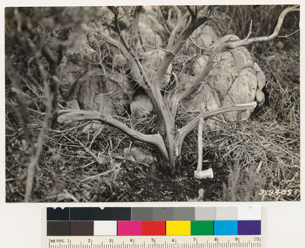 Imagem de Adenostoma fasciculatum Hook. & Arn.