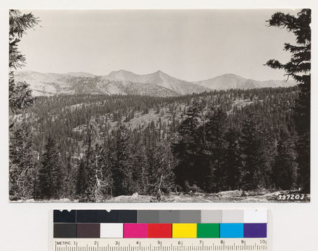 Image of Shasta red fir