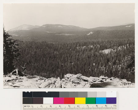 Image of Shasta red fir