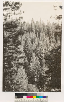 Image of white fir