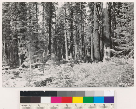 Image of white fir