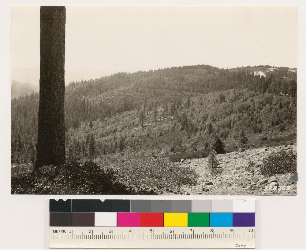 Image of white fir