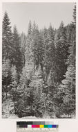 Image of California Red Fir