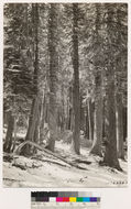 Image of California Red Fir