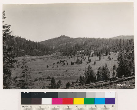 Image of big sagebrush