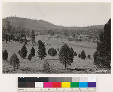 Image of big sagebrush