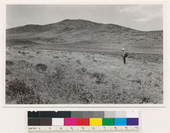 Image of big sagebrush