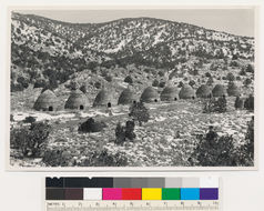 Image of big sagebrush