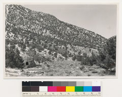 Image of big sagebrush