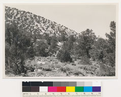 Image of big sagebrush