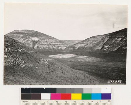 Image of coastal sagebrush