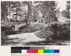 Image of Parry manzanita