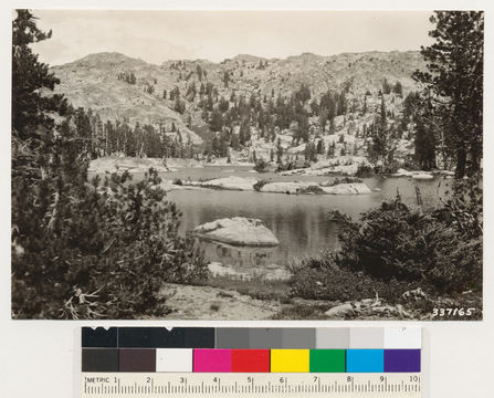 Image of whitebark pine