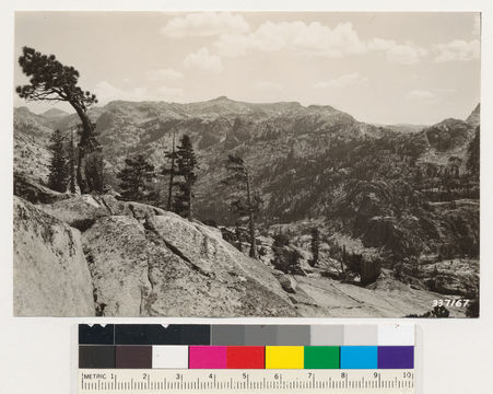 Image of whitebark pine