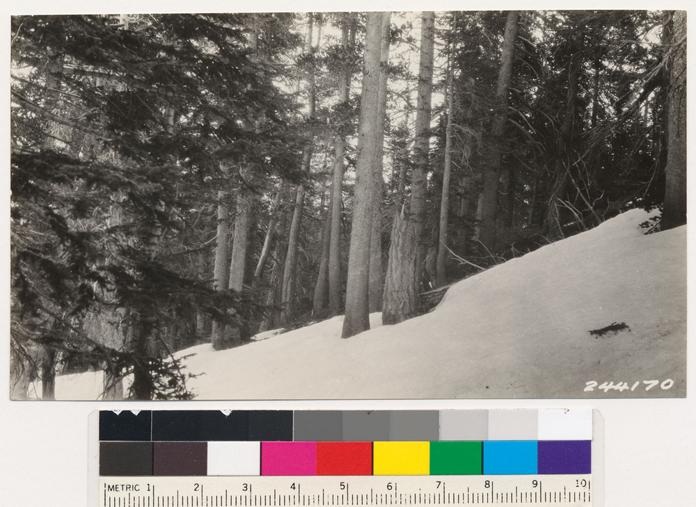 Image of white fir