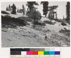 Image of white fir