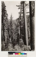 Image of white fir