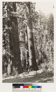 Image of white fir