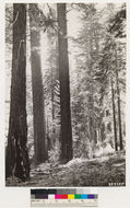 Image of white fir