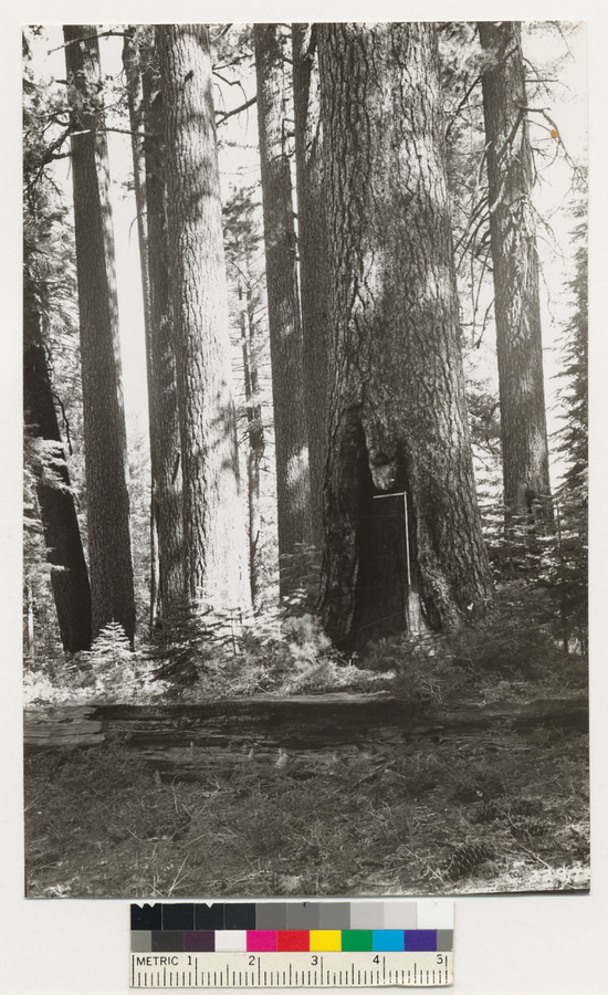 Image of white fir