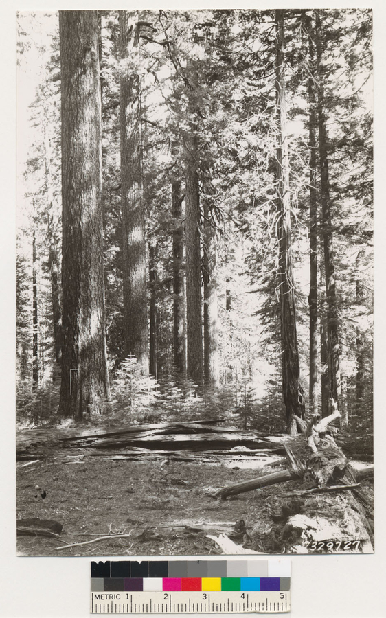 Image of white fir