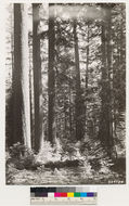 Image of white fir