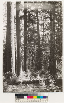 Image of white fir