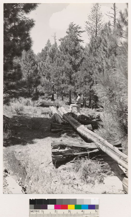 Image of Jeffrey Pine