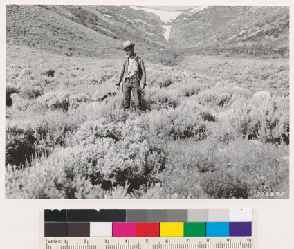 Image of big sagebrush