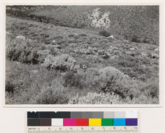 Image of big sagebrush