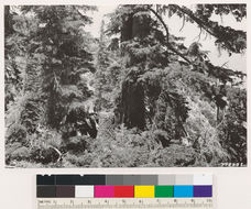 Image of Mountain Hemlock