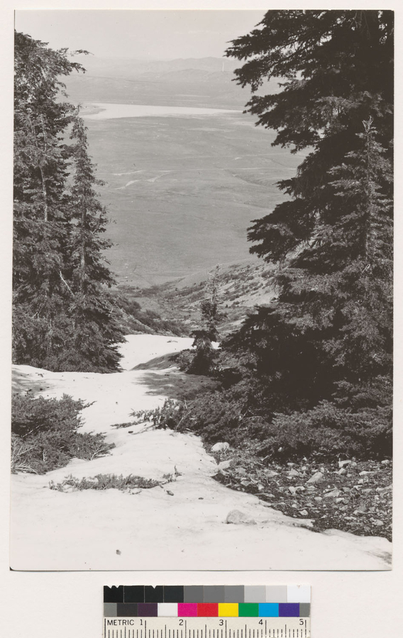 Image of Mountain Hemlock