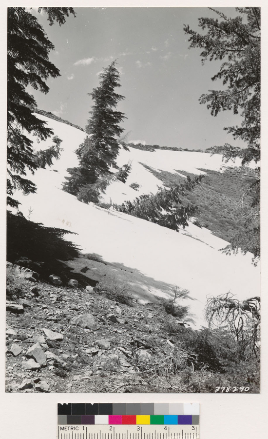 Image of big sagebrush