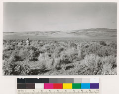 Image of big sagebrush