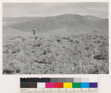 Image de Atriplex confertifolia (Torr. & Frem.) S. Wats.