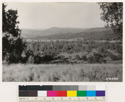 Image of sticky whiteleaf manzanita