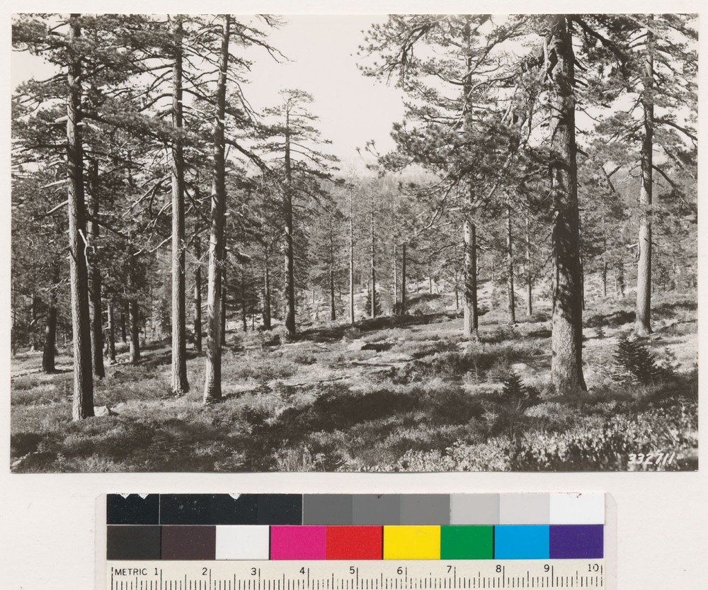 Image of white fir