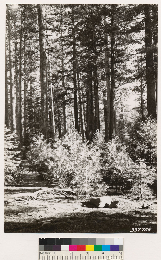 Image of white fir