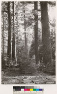 Image of white fir