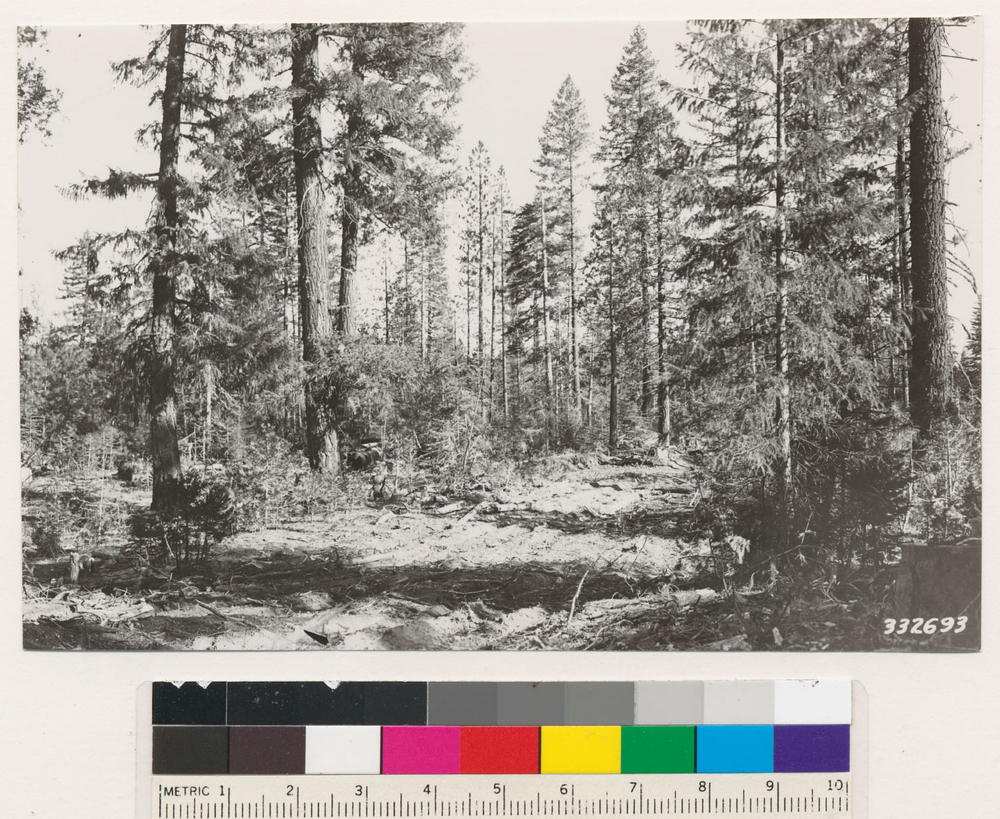 Image of white fir